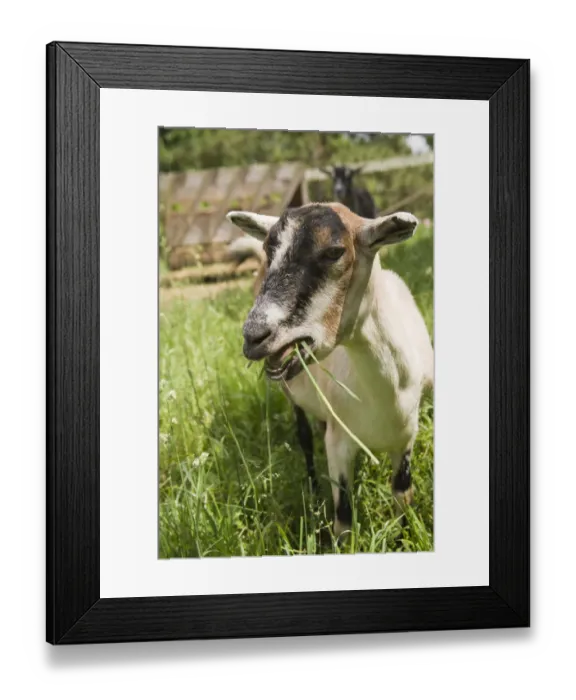 Framed Print : Galena, Illinois, USA. Portrait of an Alpine goat eating grass. (PR) Framed Print : Galena, Illinois, USA. Portrait of an Alpine goat eating grass. (PR)