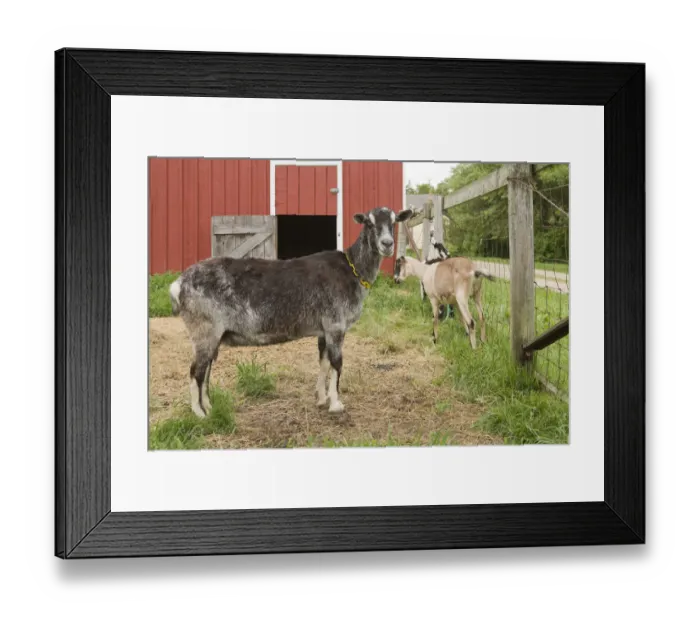 Framed Print : Galena, Illinois, USA. Three dairy goats in front of a red barn. (PR) Framed Print : Galena, Illinois, USA. Three dairy goats in front of a red barn. (PR)