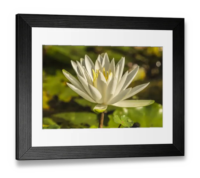 Framed Print : USA, Louisiana, Evangeline Parish. Close-up of water lily blossom. Credit as: Cathy Framed Print : USA, Louisiana, Evangeline Parish. Close-up of water lily blossom. Credit as: Cathy
