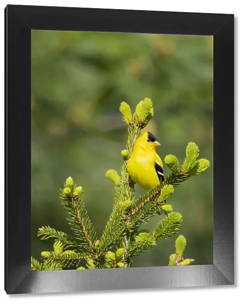 American Goldfinch (Spinus tristis) male in spruce tree, Marion County, Illinois