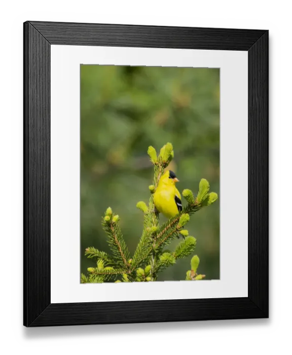 Framed Print : American Goldfinch (Spinus tristis) male in spruce tree, Marion County, Illinois Framed Print : American Goldfinch (Spinus tristis) male in spruce tree, Marion County, Illinois