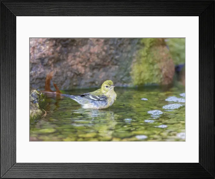 Framed Print : Bay-breasted Warbler (Setophaga castanea) taking a bath, Marion County, Illinois