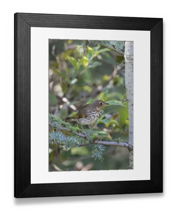 Framed Print : Swainsons Thrush (Catharus ustulatus) in Blue Atlas Cedar, Marion County, Illinois Framed Print : Swainsons Thrush (Catharus ustulatus) in Blue Atlas Cedar, Marion County, Illinois