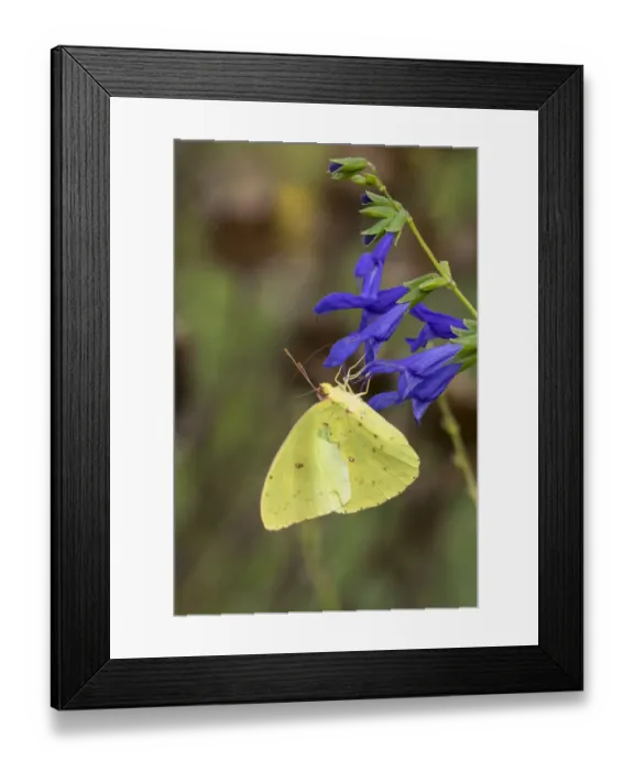 Framed Print : Cloudless Sulphur (Phoebis sennae) at Blue Ensign Salvia (Salvia guaranitica Blue Framed Print : Cloudless Sulphur (Phoebis sennae) at Blue Ensign Salvia (Salvia guaranitica Blue
