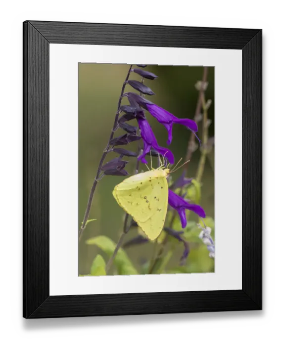 Framed Print : Cloudless Sulphur (Phoebis sennae) at Amistad Salvia (Salvia amistad) in Marion County Framed Print : Cloudless Sulphur (Phoebis sennae) at Amistad Salvia (Salvia amistad) in Marion County