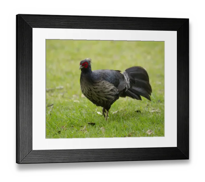 Framed Print : Kalij pheasant, Lophura leucomelanos, Volcano National Park, Hawaii Framed Print : Kalij pheasant, Lophura leucomelanos, Volcano National Park, Hawaii