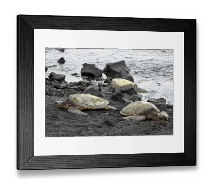 Framed Print : Ridleys Sea Turtles on black sand beach, Big Island, Hawaii