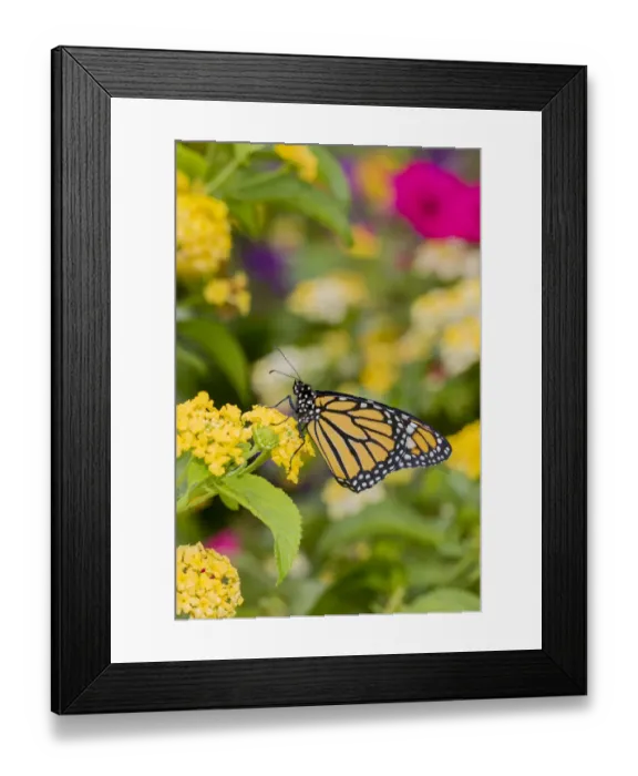 Framed Print : Monarch (Danaus plexippus) on Lantana sp. Marion County, Illinois