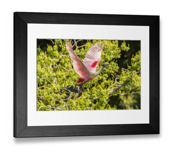 Framed Print : USA, Louisiana, Vermilion Parish. Roseate spoonbill taking flight. Credit as: Cathy Framed Print : USA, Louisiana, Vermilion Parish. Roseate spoonbill taking flight. Credit as: Cathy