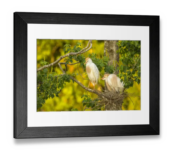 Framed Print : USA, Louisiana, Vermilion Parish. Cattle egret pair at nest Framed Print : USA, Louisiana, Vermilion Parish. Cattle egret pair at nest