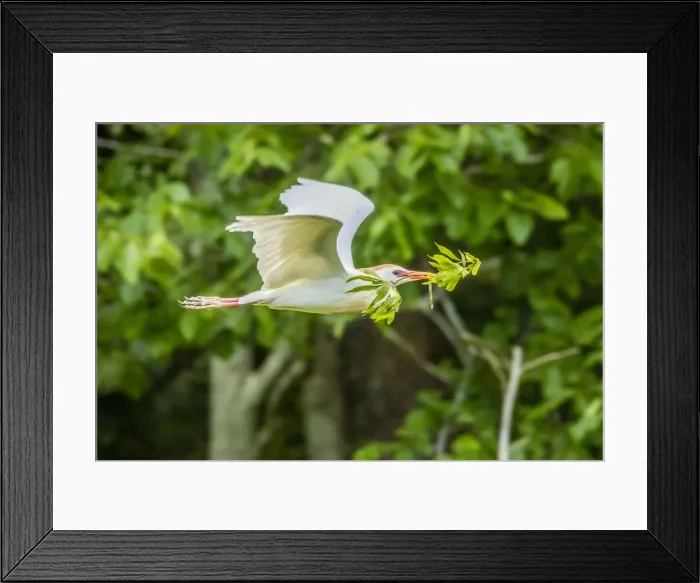 Framed Print : USA, Louisiana, Vermilion Parish. Cattle egret carrying nest material. Credit as