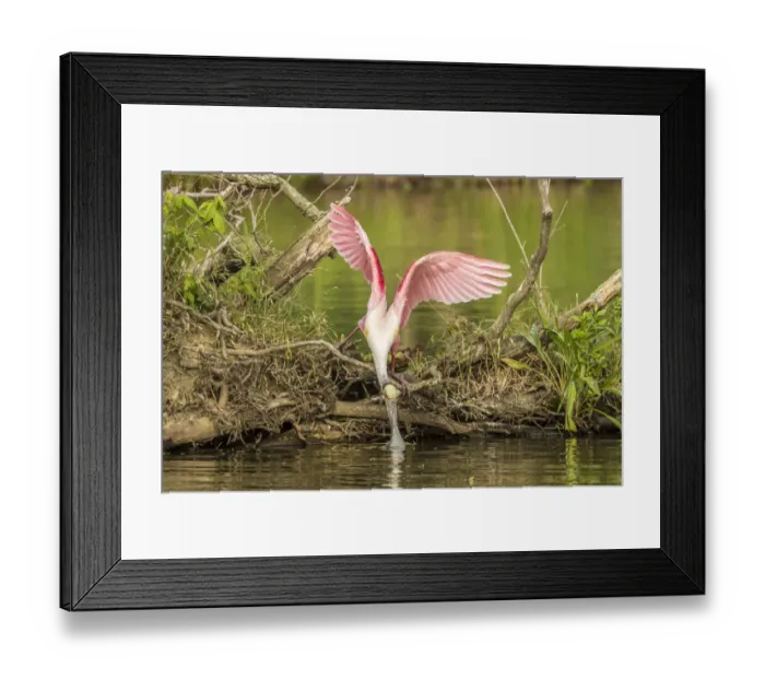 Framed Print : USA, Louisiana, Vermilion Parish. Roseate spoonbill picking up nesting twig. Credit as Framed Print : USA, Louisiana, Vermilion Parish. Roseate spoonbill picking up nesting twig. Credit as