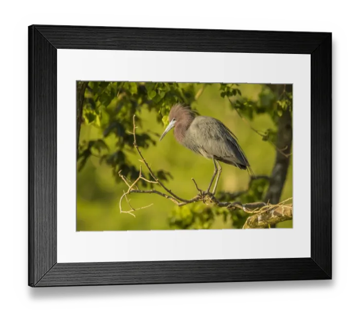 Framed Print : USA, Louisiana, Vermilion Parish. Little blue heron close-up Framed Print : USA, Louisiana, Vermilion Parish. Little blue heron close-up