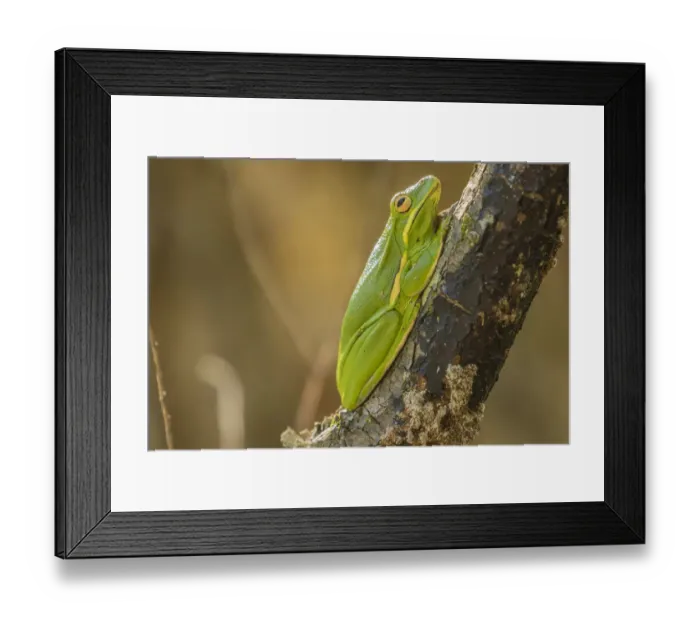 Framed Print : USA, Louisiana, Atchafalaya National Wildlife Refuge. Green tree frog close-up. Credit as Framed Print : USA, Louisiana, Atchafalaya National Wildlife Refuge. Green tree frog close-up. Credit as