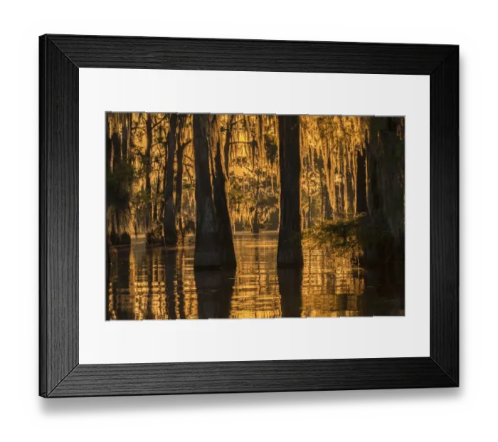 Framed Print : USA, Louisiana, Atchafalaya National Wildlife Refuge. Sunrise on swamp. Credit as Framed Print : USA, Louisiana, Atchafalaya National Wildlife Refuge. Sunrise on swamp. Credit as