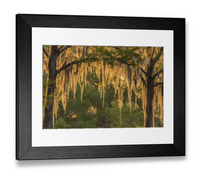 Framed Print : USA, Louisiana, Atchafalaya National Wildlife Refuge. Sunrise on swamp. Credit as Framed Print : USA, Louisiana, Atchafalaya National Wildlife Refuge. Sunrise on swamp. Credit as