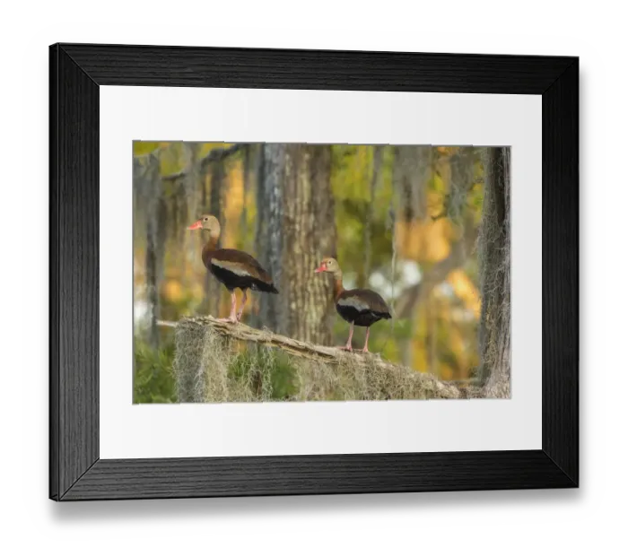 Framed Print : USA, Louisiana, Atchafalaya National Wildlife Refuge. Black-bellied whistling duck pair