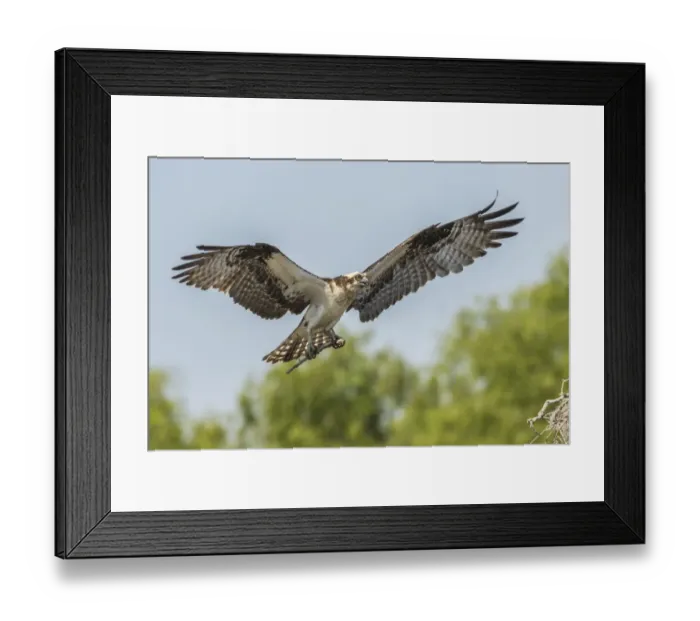 Framed Print : USA, Louisiana, Atchafalaya National Wildlife Refuge. Osprey landing with nesting stick