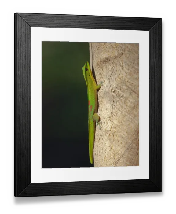 Framed Print : Gold dust day gecko, Phelsuma laticarda, Kapoho, Hawaii Framed Print : Gold dust day gecko, Phelsuma laticarda, Kapoho, Hawaii