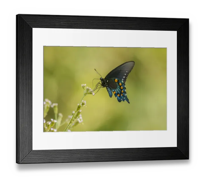 Framed Print : USA, Louisiana, Evangeline Parish. Pipevine swallowtail butterfly close-up. Credit as Framed Print : USA, Louisiana, Evangeline Parish. Pipevine swallowtail butterfly close-up. Credit as