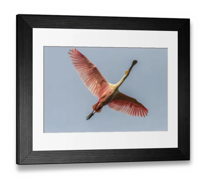 Framed Print : USA, Louisiana, Vermilion Parish. Roseate spoonbill in flight