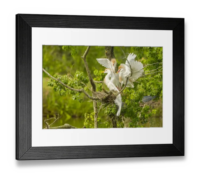 Framed Print : USA, Louisiana, Vermilion Parish. Cattle egrets fighting Framed Print : USA, Louisiana, Vermilion Parish. Cattle egrets fighting
