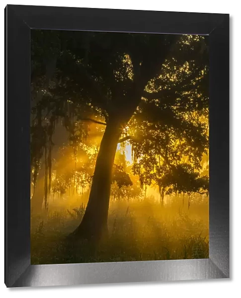 USA, Louisiana, Lake Martin. Foggy sunrise on trees