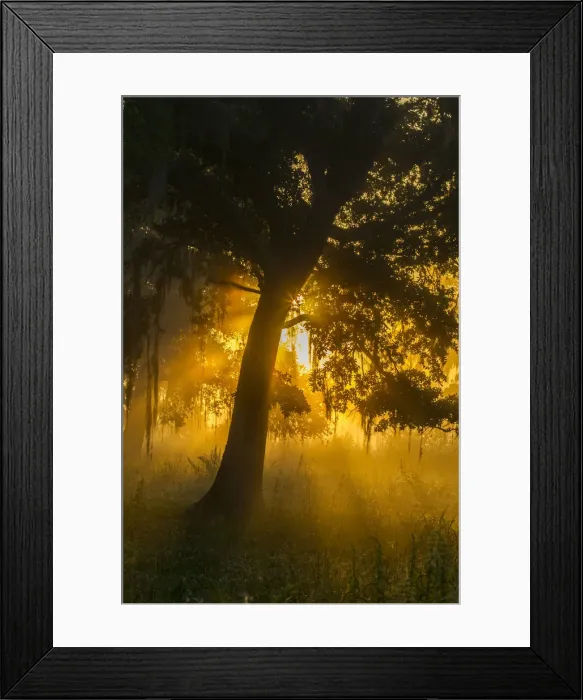 Framed Print : USA, Louisiana, Lake Martin. Foggy sunrise on trees