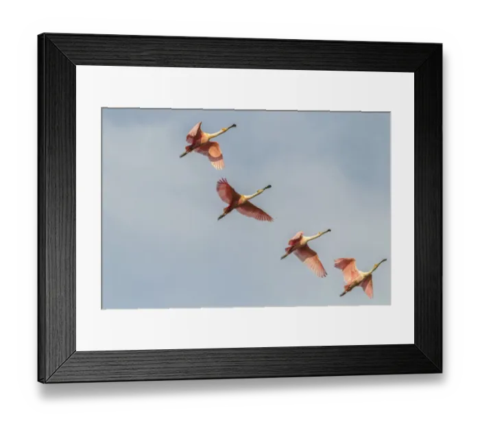 Framed Print : USA, Louisiana, Vermilion Parish. Roseate spoonbills in flight. Credit as: Cathy