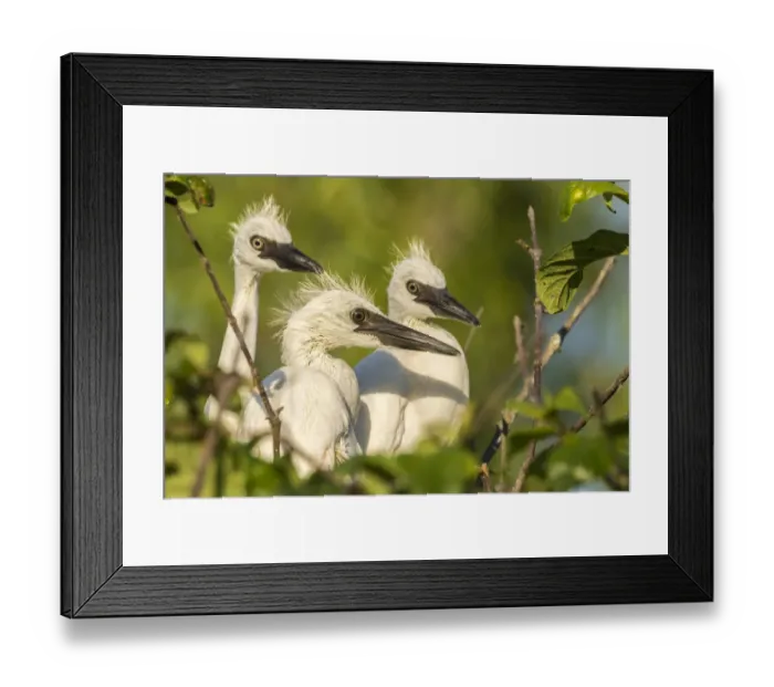 Framed Print : USA, Louisiana, Evangeline Parish. Little blue heron chicks on nest. Credit as: Cathy Framed Print : USA, Louisiana, Evangeline Parish. Little blue heron chicks on nest. Credit as: Cathy