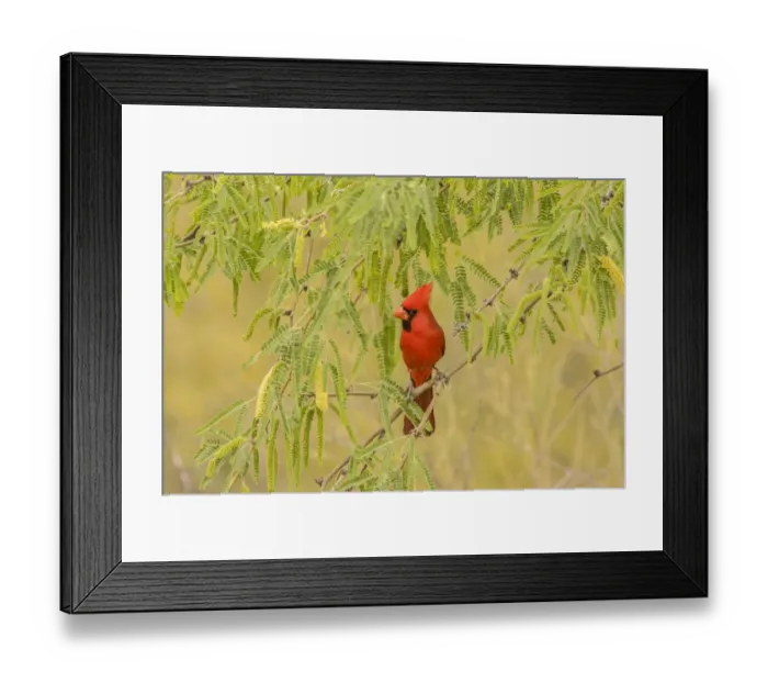 Framed Print : USA, Arizona, Sonoran Desert. Male cardinal in tree