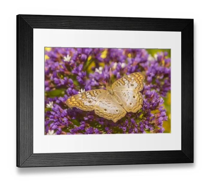 Framed Print : USA, Arizona, Desert Botanic Garden. White peacock butterfly Framed Print : USA, Arizona, Desert Botanic Garden. White peacock butterfly