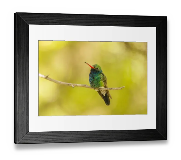 Framed Print : USA, Arizona, Arizona-Sonora Desert Museum. Male broad-billed hummingbird on limb