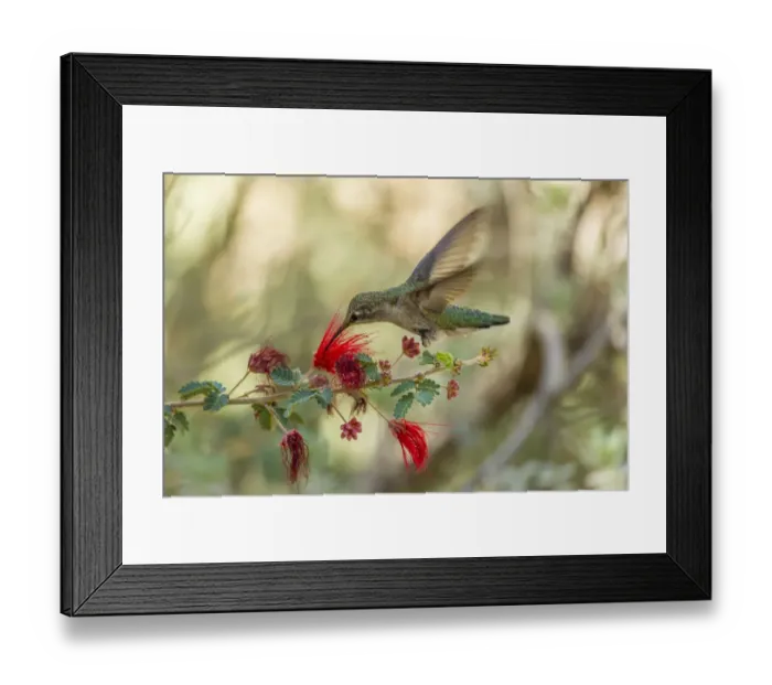 Framed Print : USA, Arizona, Desert Botanic Garden. Hummingbird feeding on bottlebrush flower. Credit as Framed Print : USA, Arizona, Desert Botanic Garden. Hummingbird feeding on bottlebrush flower. Credit as