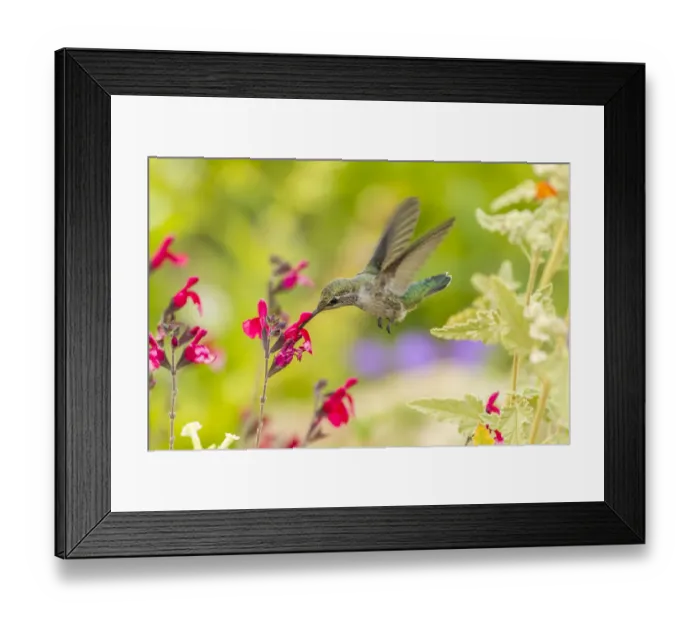 Framed Print : USA, Arizona, Desert Botanic Garden. Feeding hummingbird Framed Print : USA, Arizona, Desert Botanic Garden. Feeding hummingbird