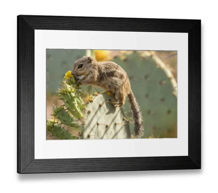 Framed Print : USA, Arizona, Desert Botanic Garden. Harriss ground squirrel feeding on prickly Framed Print : USA, Arizona, Desert Botanic Garden. Harriss ground squirrel feeding on prickly