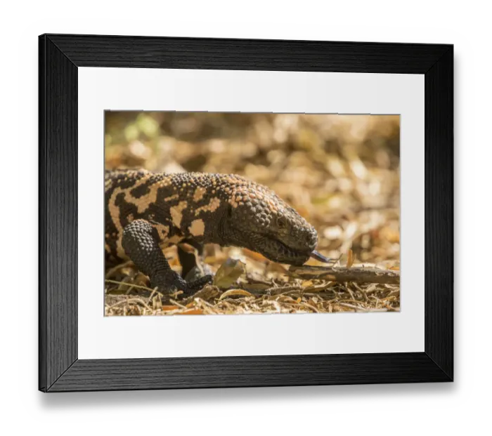 Framed Print : USA, Arizona, Boyce Thompson Arboretum State Park. Gila monster walking. Credit as Framed Print : USA, Arizona, Boyce Thompson Arboretum State Park. Gila monster walking. Credit as