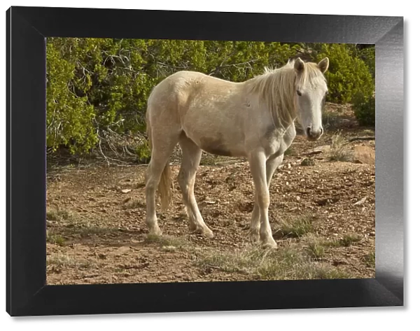 American Indian pony, Canyon de Chelly, Chinle, Arizona, USA