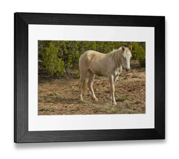 Framed Print : American Indian pony, Canyon de Chelly, Chinle, Arizona, USA Framed Print : American Indian pony, Canyon de Chelly, Chinle, Arizona, USA