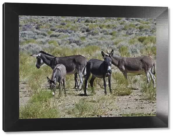 USA, California. Death Valley National Park, Butte Valley Road, Wild Burros