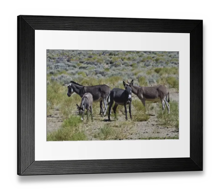 Framed Print : USA, California. Death Valley National Park, Butte Valley Road, Wild Burros Framed Print : USA, California. Death Valley National Park, Butte Valley Road, Wild Burros
