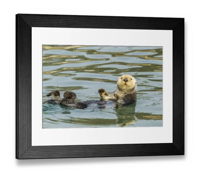Framed Print : USA, California, San Luis Obispo. Sea otter waving