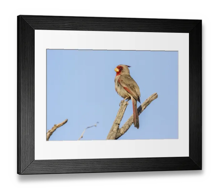 Framed Print : USA, Arizona, Sabino Canyon. Pyrrhuloxia bird on limb Framed Print : USA, Arizona, Sabino Canyon. Pyrrhuloxia bird on limb