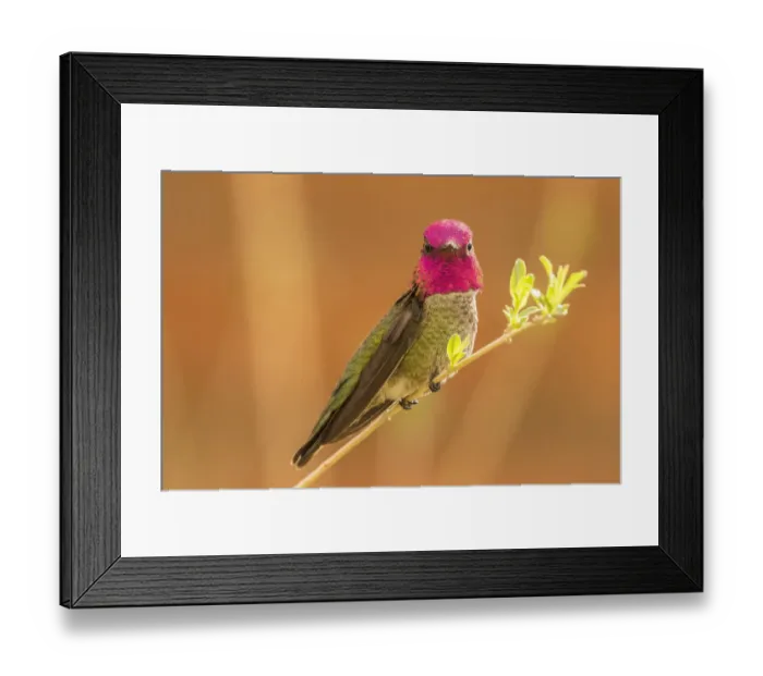 Framed Print : USA, Arizona, Arizona-Sonora Desert Museum. Male Annas hummingbird displaying