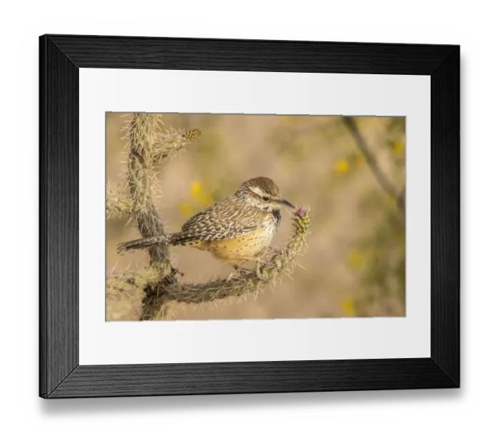 Framed Print : USA, Arizona, Desert Botanic Garden. Cactus wren perched on cactus. Credit as: Cathy Framed Print : USA, Arizona, Desert Botanic Garden. Cactus wren perched on cactus. Credit as: Cathy