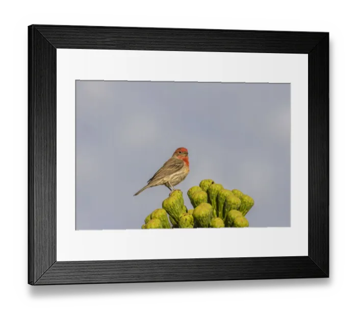 Framed Print : USA, Arizona, Sonoran Desert. Male house finch on saguaro cactus buds. Credit as Framed Print : USA, Arizona, Sonoran Desert. Male house finch on saguaro cactus buds. Credit as