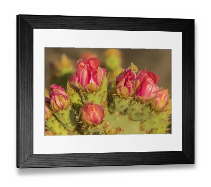 Framed Print : USA, Arizona, Sonoran Desert. Prickly pear cactus blossoms