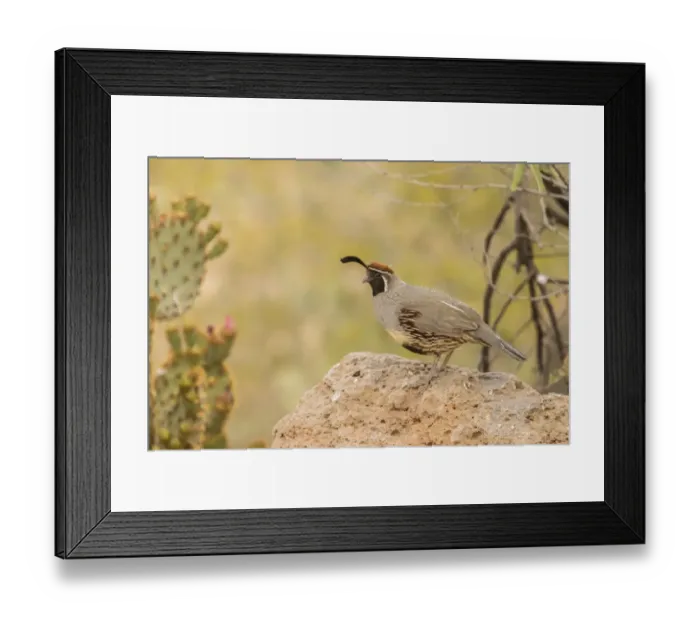 Framed Print : USA, Arizona, Desert Botanic Garden. Male Gambels quail Framed Print : USA, Arizona, Desert Botanic Garden. Male Gambels quail