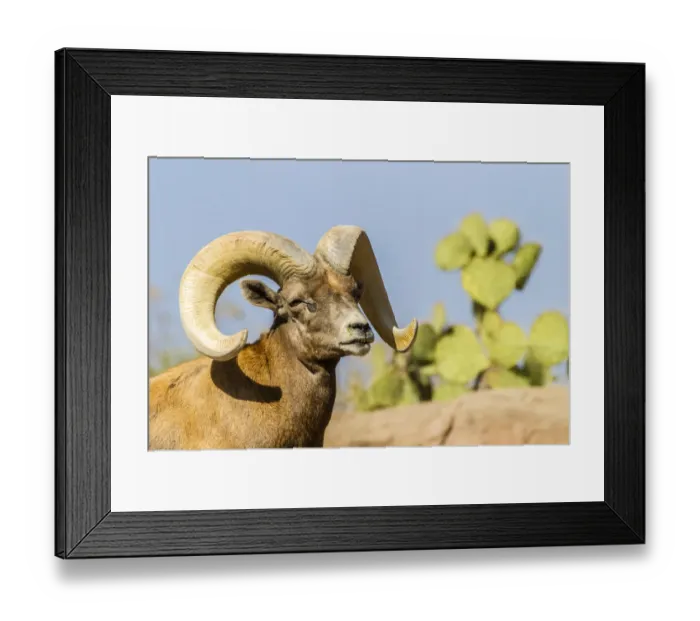 Framed Print : USA, Arizona, Arizona-Sonora Desert Museum. Desert bighorn ram. Credit as: Cathy