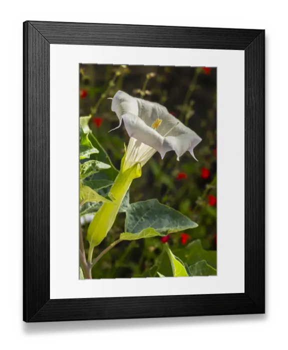 Framed Print : USA, Arizona, Arizona-Sonora Desert Museum